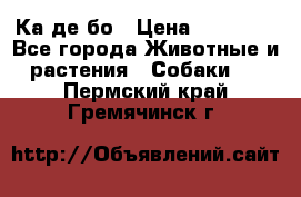 Ка де бо › Цена ­ 25 000 - Все города Животные и растения » Собаки   . Пермский край,Гремячинск г.